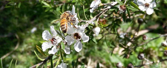 Mighty Manuka-Grin Natural Products